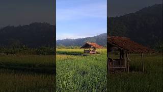 suasana sore hari di sawah ‼️ #petanimuda #suasanapedesaan #kebunpisang #kebunsingkong #sawah