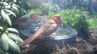 Bird Bath, April 14, 2024 (2/3) by Alex P 39 views 2 weeks ago 2 minutes, 39 seconds