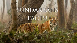 Fascinating Facts About Sundarbans National park Animals