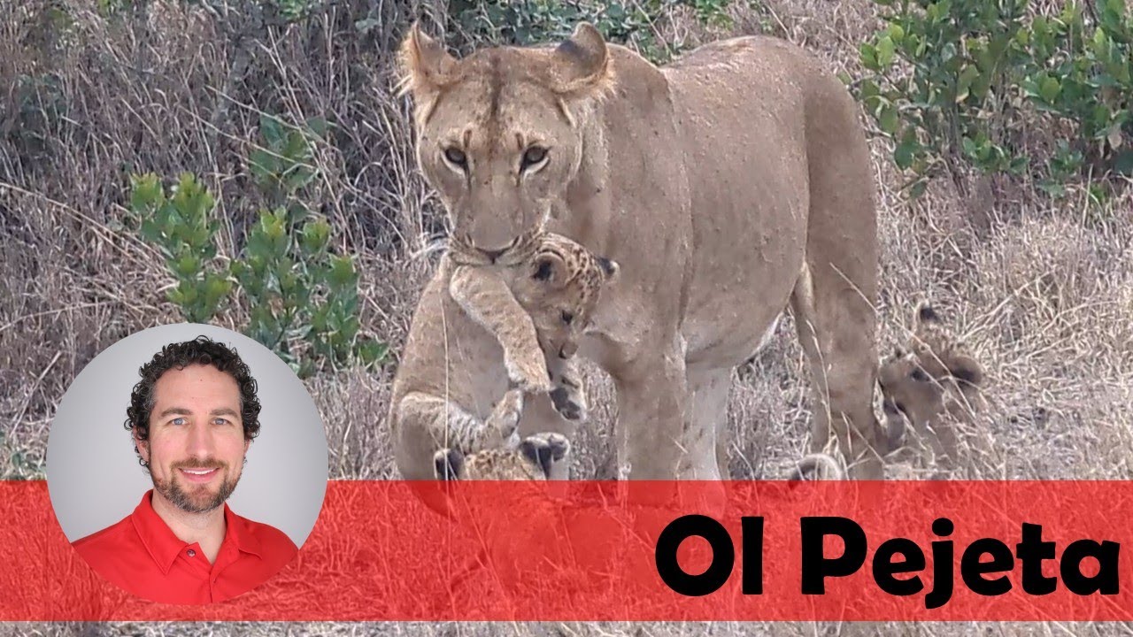 Lioness Carrying Lion Cub in Her Mouth | Ol Pejeta Conservancy - YouTube