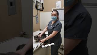 Why work for VCA Staten Island Animal Hospital?