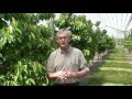 Overview of High Efficiency Sweet Cherry Orchard Systems Research, Dr Greg Lang, MSU