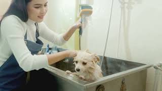 Pamper Your Senior Pooch: 5 Grooming Tips!