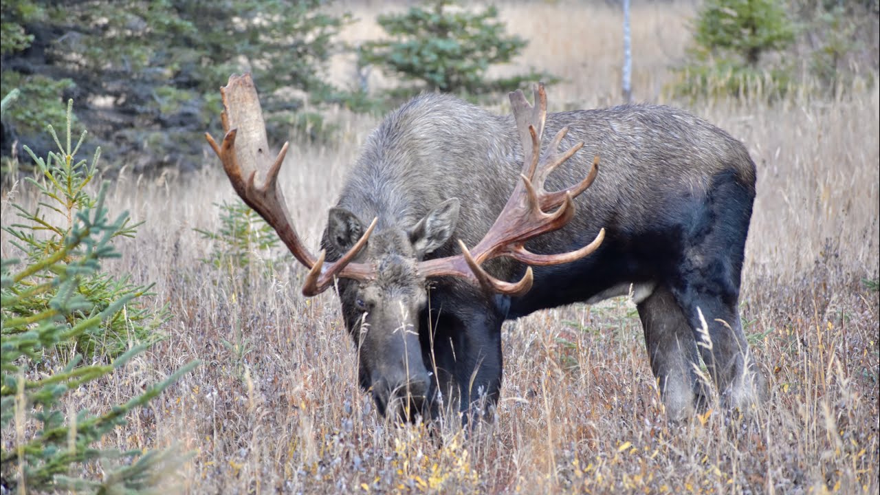 An Awesome Nontypical Bull Moose YouTube Maxresdefault