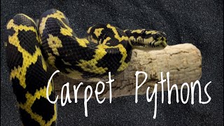 Species Spotlight Carpet Pythons
