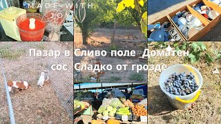 видео: Пазар в Сливо поле#Доматен сос#Сладко от грозде картинка: Пазар в Сливо поле#Доматен сос#Сладко от грозде