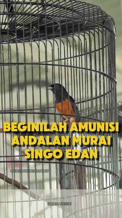 Beginilah amunisi andalan murai Singo edan