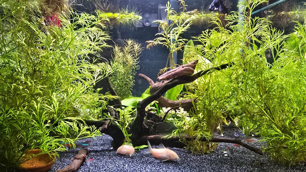 Adding New Fishes in My Betta Tank‼️ 