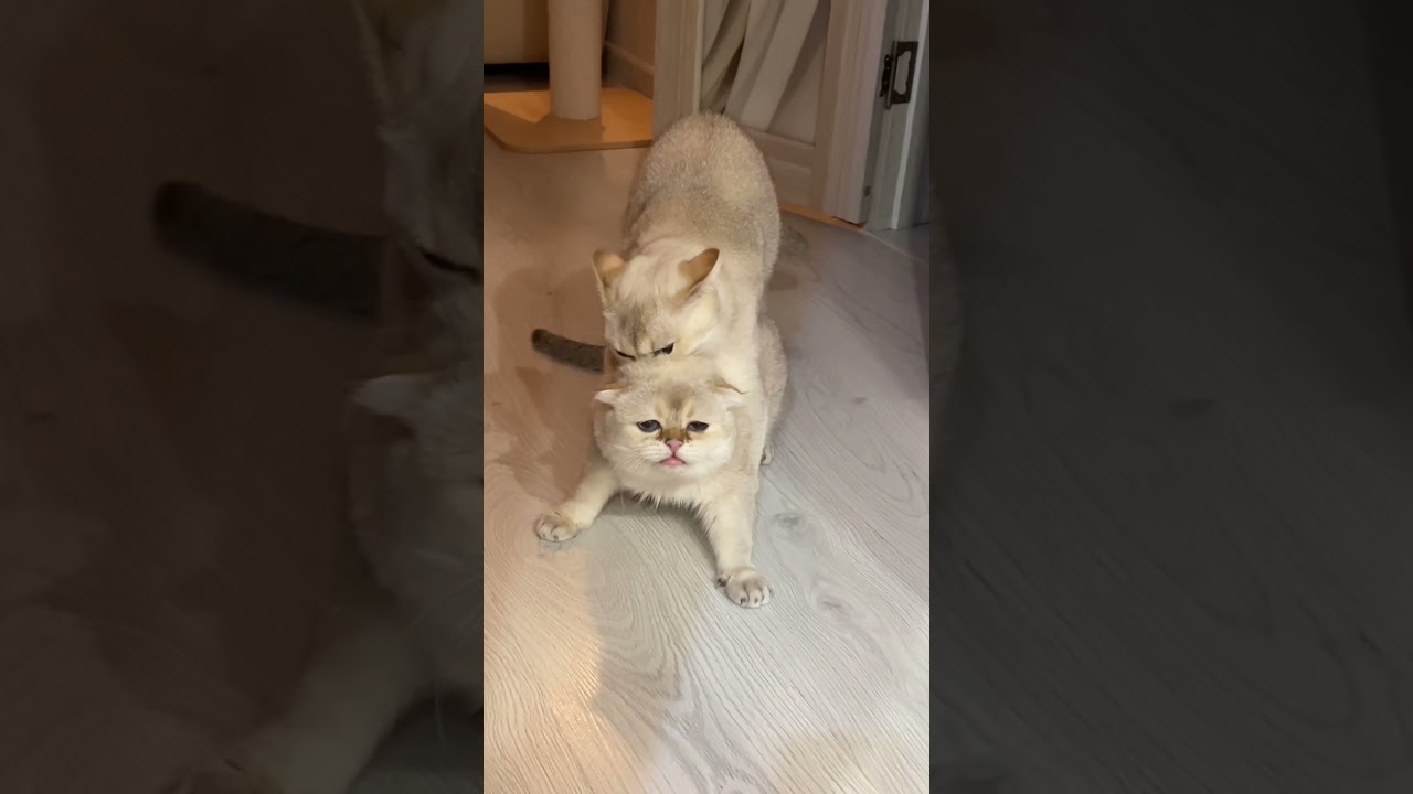 Разбираем ситуацию двух кастрированных котов в тг канале dinarika_cattery, подписывайтесь 🤍 