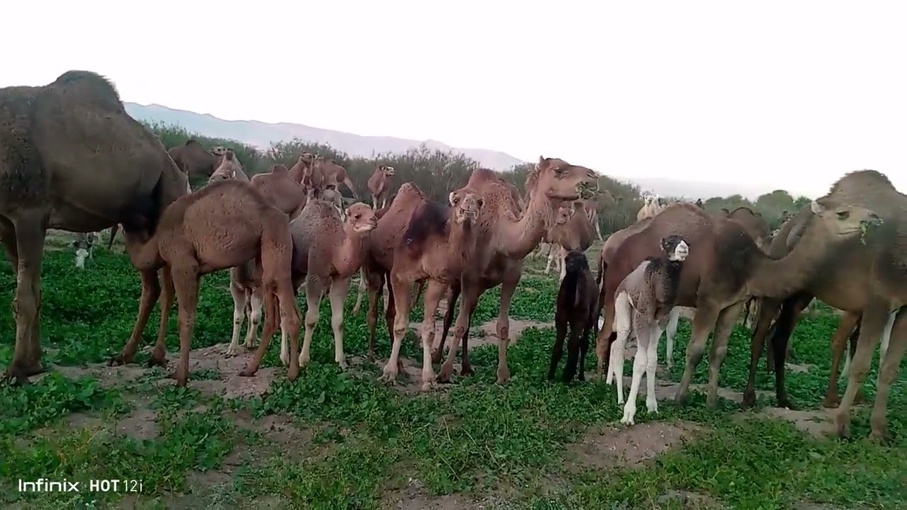 سبحان الله العظيم 