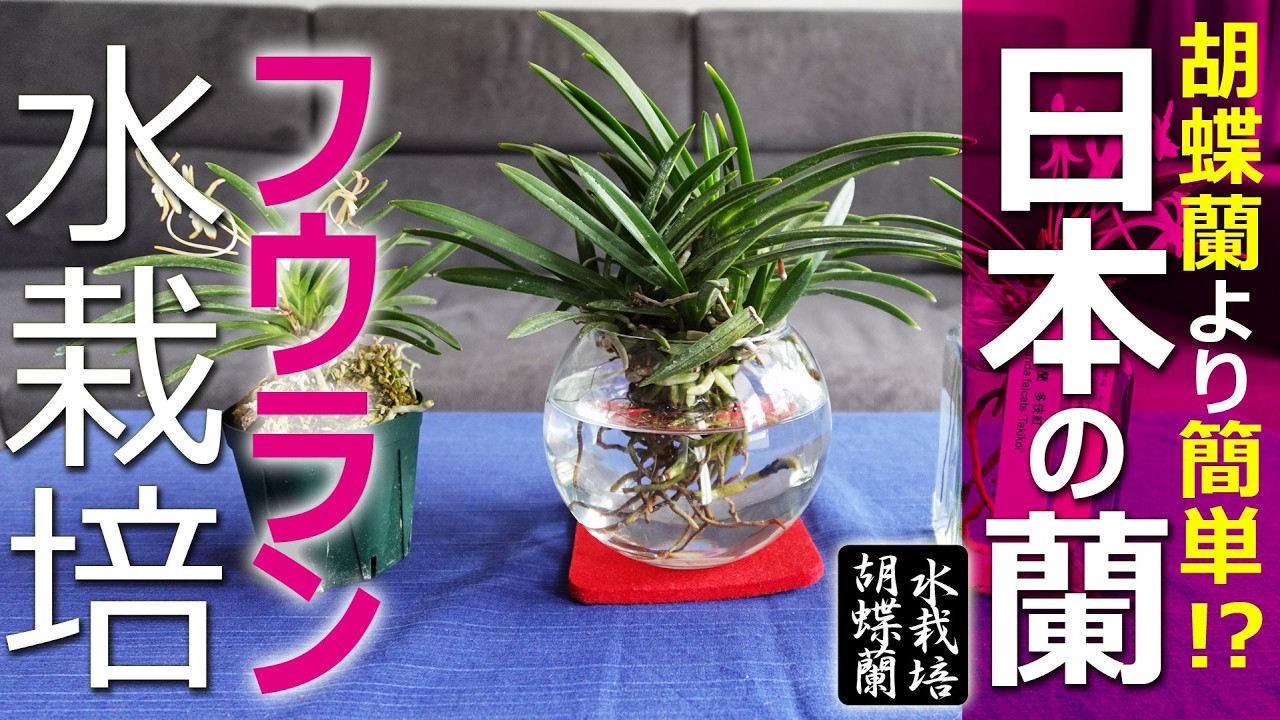 Easier than Phalaenopsis!?] Enjoying the Japanese Wind Orchid in