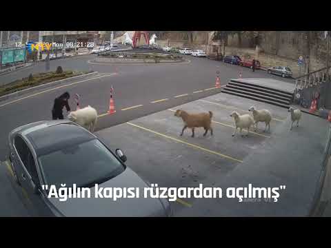 NTV | Nevşehir Belediyesi: 1 koyun,1 keçi, 3 kuzu tarafından esir alınmış bulunmaktayız