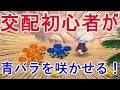 【とび森】花の交配初心者でも青バラは咲かせられます！【PART111】