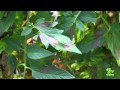 Identifying Tomato Blight And How To Treat It Identifying Tomato Blight And How To Treat It