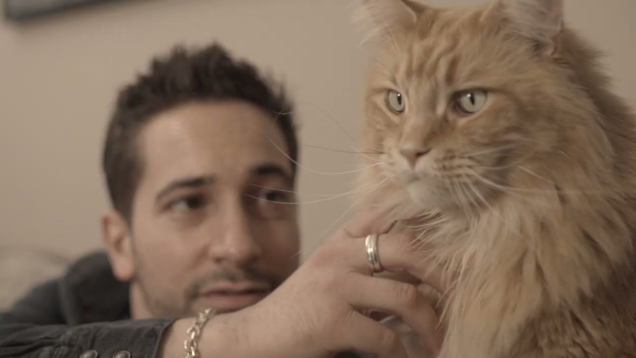 Catisfactions advertisement