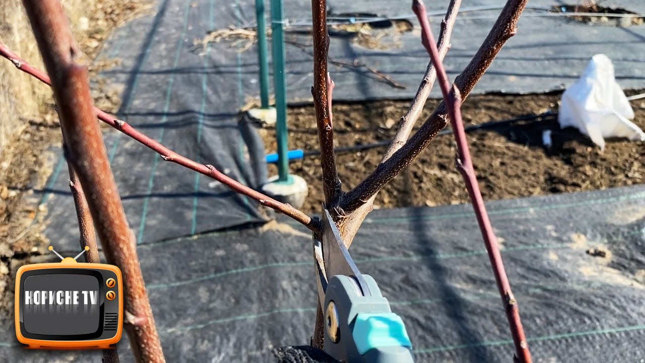 Обрізка та формування сливи на врожай