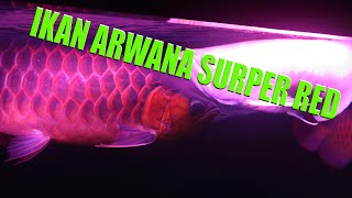 Arwana  Super Red 70 cm || TERBESAR DI AQUARIUM !!!