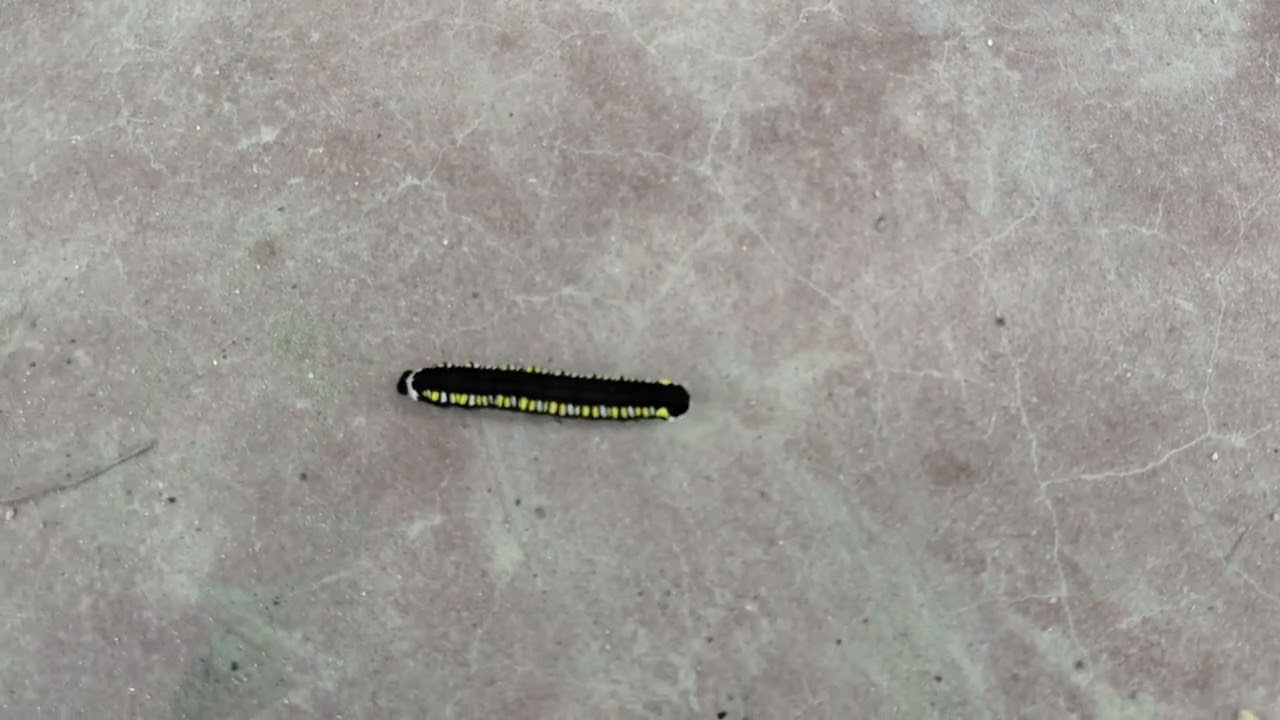 Its Dangerous! Colorful Hairy Caterpillar 2025