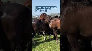 En qué consiste la tradicional ‘Rapa das Bestas’, en Galicia