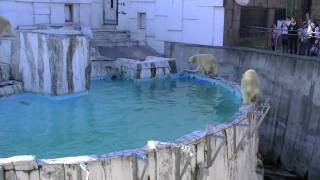 円山動物園 ホッキョクグマ 秋の大運動会