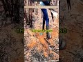 Why Farmers Burn Their Crops Before Harvesting 🔥🌾🐍