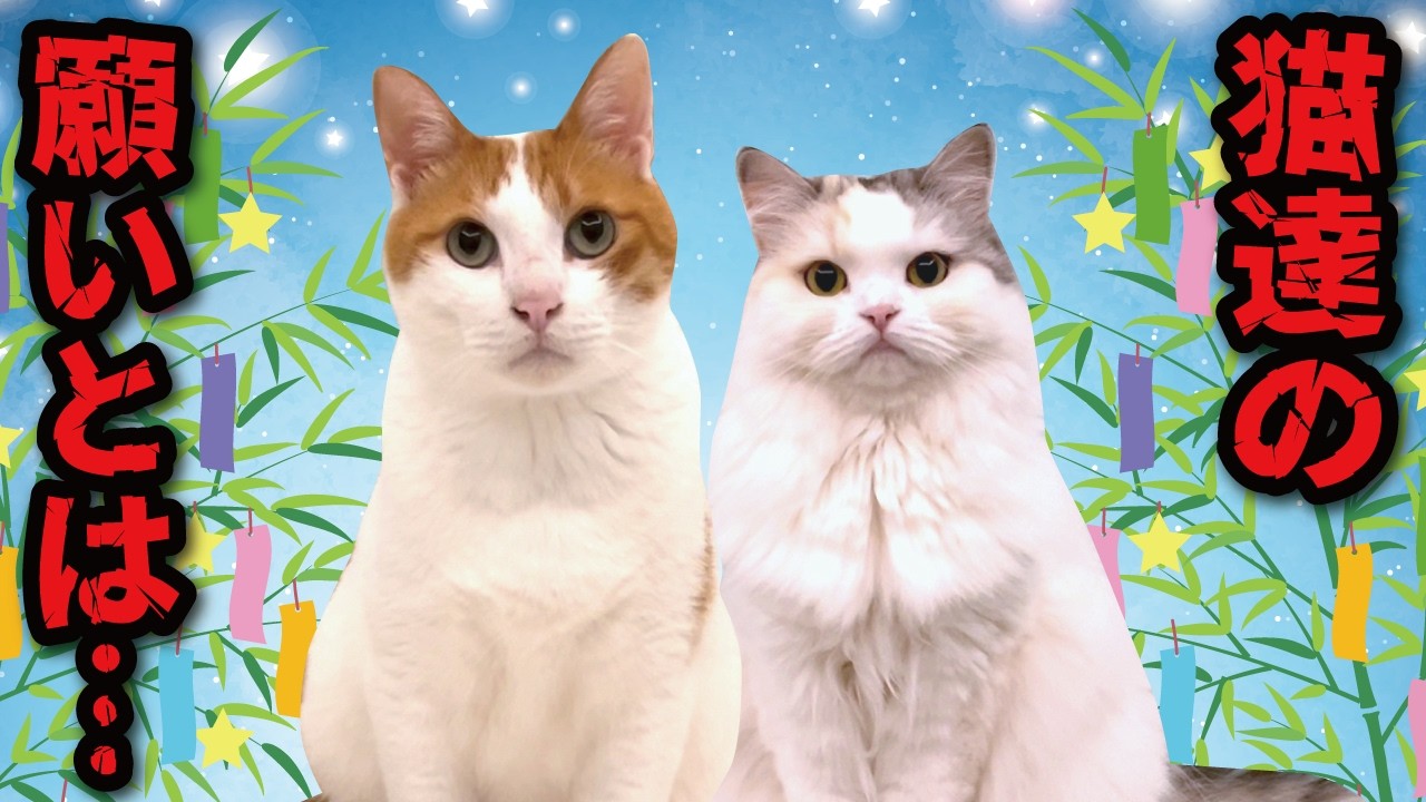 猫マムシ様 The cats' Tanabata wishes were absolutely wild - YouTube