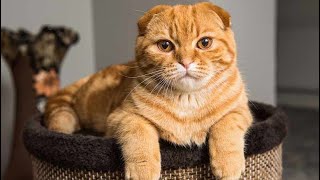 Elegance Unveiled: Scottish Fold Cats 101 – Breed Guide and Cuteness Overload! 😻 by Animal Fun & Facts 186 views 2 months ago 1 minute, 59 seconds