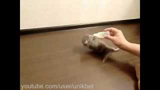 Прикольное видео, как котёнок дико пьёт молоко=) Прикольное видео, как котёнок дико пьёт молоко=)
