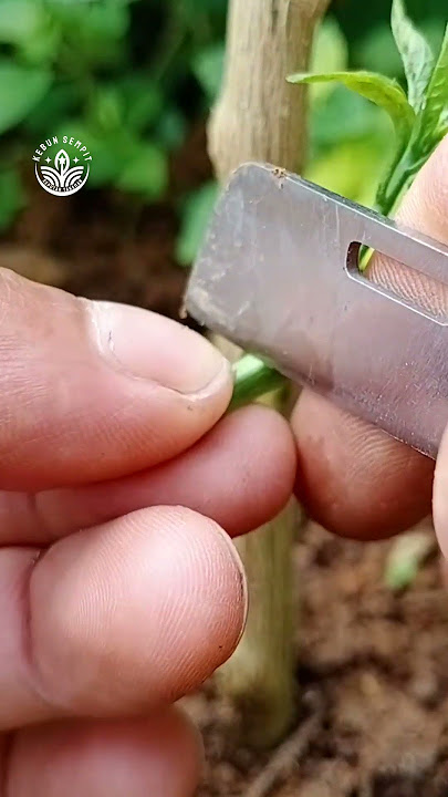 pepper plants bud grafting ep626 #grafting #budgrafting  #pepperplants #gardening #cabe #cabai