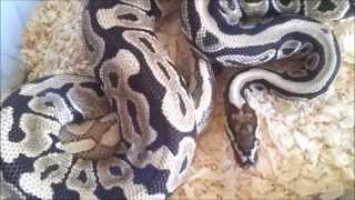 Special Spotnose X Mystic Crystal Ball pythons breeding Wealth