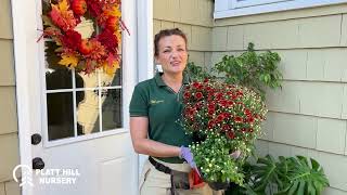 Is a mum plant a perennial or annual?