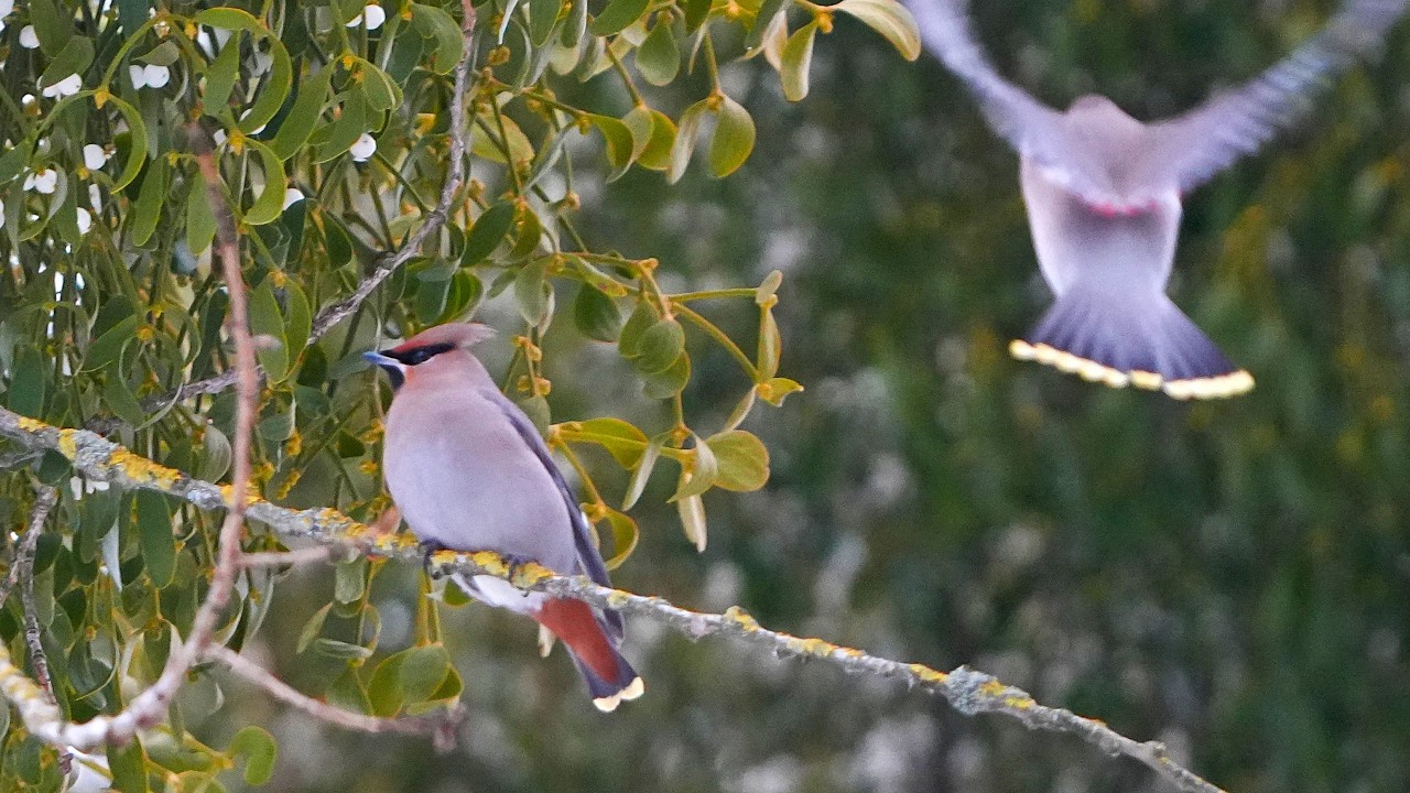 Walentynki pod jemiołą 💝