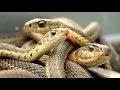 Змеи в Крымских горах