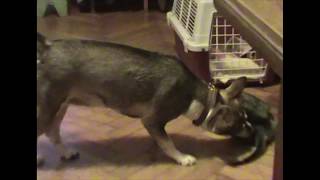 The Slippers & The Puppies by Everlasting Cats 94 views 3 years ago 45 seconds