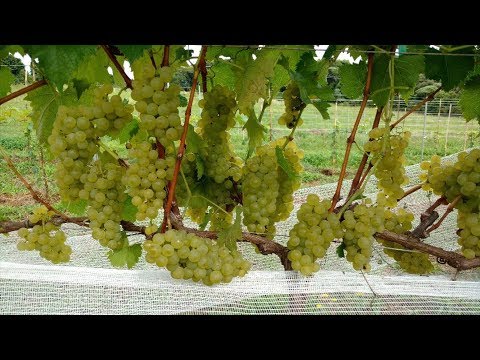 Vídeo: Amizade das Uvas: descrição da variedade, principais características e características do cultivo