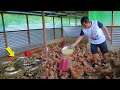 Feeding my pet snake│The biggest snake in the Philippines?& the best chicken breed for meat purposes