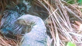 EMERGENCY! PARENT BIRDS FEED THEIR CHILDREN | HER CHILDREN WERE EATEN BY LIZARDS IN THEIR NEST