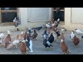 Babo colourful collection pigeons quetta  quetta rangeen pigeon