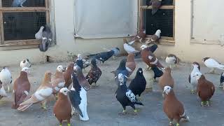 Babo colourful Collection Pigeons Quetta | Quetta rangeen Pigeon