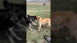 The Pack Mentality: Incredible Interaction Between Guardian Dogs