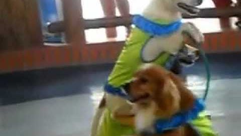 Xiếc chó HÓTclip vui hay nhất 2014