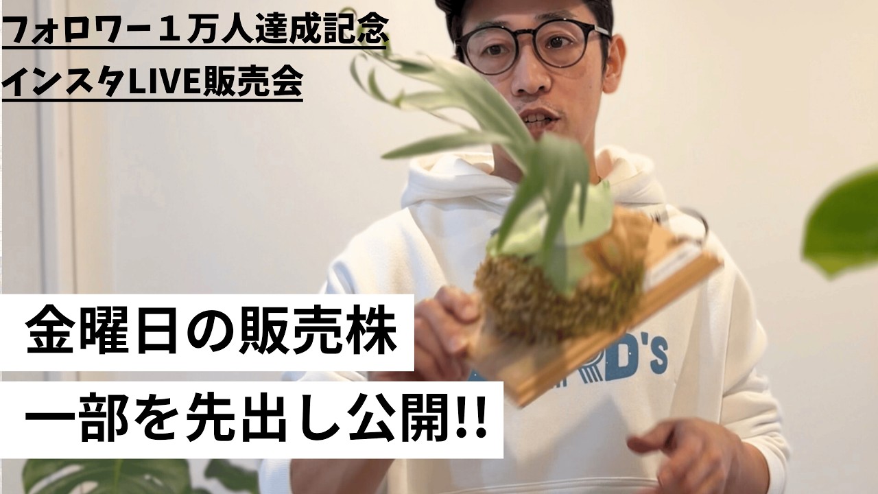 【先出し公開】今週金曜のLIVE販売のビカクシダ一部見せます