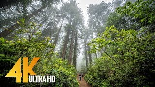 Redwoods:  Among the Giants in 4K  Unique California’s Forest | Relaxing Video with Naure Sounds