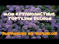 Мои крупнолистные гортензии весной