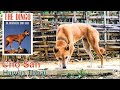 Giống Chó Săn Huyền Thoại - Cực Khó Để Bắt Gặp/ Dingo Đông Dương Hay Chó Lài Sông Mã ???/ NhamTuatTV
