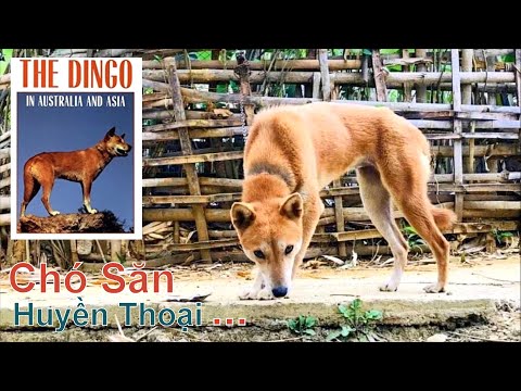 Video Giống Chó Săn Huyền Thoại - Cực Khó Để Bắt Gặp/ Dingo... - youtube