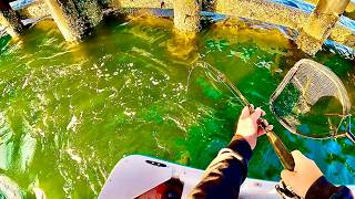 LABORIOUS FRUITS - June NorEaster Sheepshead Fishing