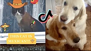 Funniest TikTok Compilation PART 1 (Animals)