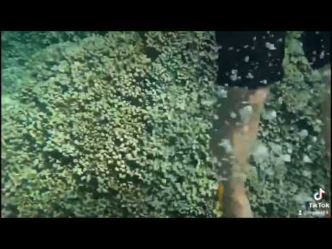 underwater #trending #shortsvideo #shortvideoviral #viralvideo #youtubeshorts #funnyvideo