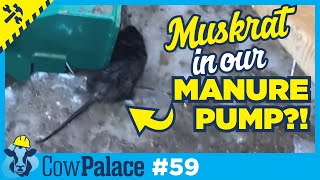 A MUSKRAT is Living in Our Manure Pump?? | Building Our Cow Palace - Ep59